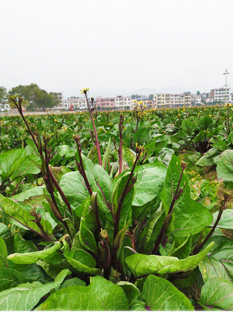 紫菜苔种孑好的红菜苔苗夏季蔬菜四季菜心种籽大全耐热菜种幼苗秧