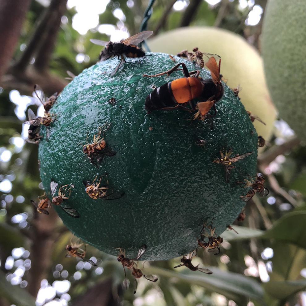 果蝇诱捕器菜地果园果园菜地诱蝇球柑橘大实蝇球小黄蜂蜜蜂瓜粘虫球诱
