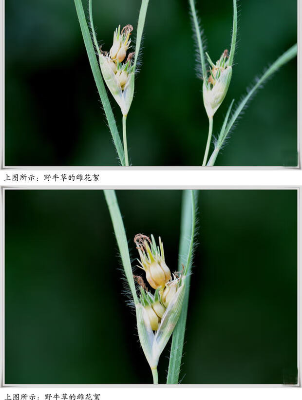 野牛草籽草坪草种籽矮生野牛草种子四季长青耐旱耐寒草平 野牛草种子