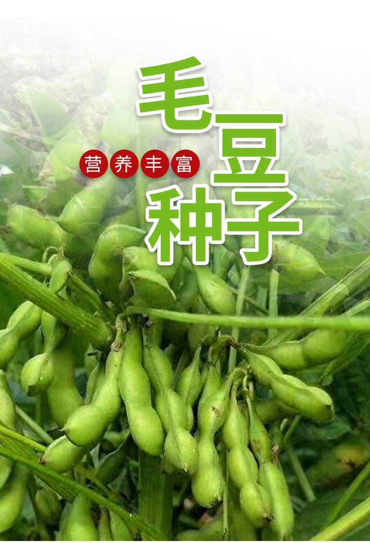 鲜食毛豆种子早熟高产特大黄豆种籽青豆大豆蔬菜种孑大全春季四季绿豆