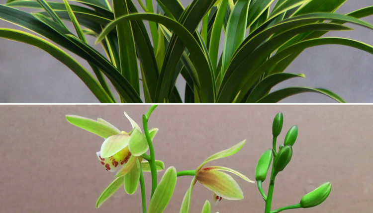 兰花【金凤冠】金边矮种盆栽室内花卉四季浓香绿植兰花苗 仙山红5苗