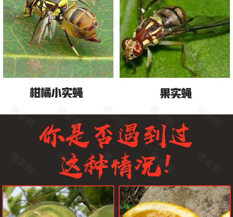 诱蝇球柑橘大实蝇瓜果实蝇器灭果蝇粘虫球板诱虫球针蜂引诱剂 果园/实