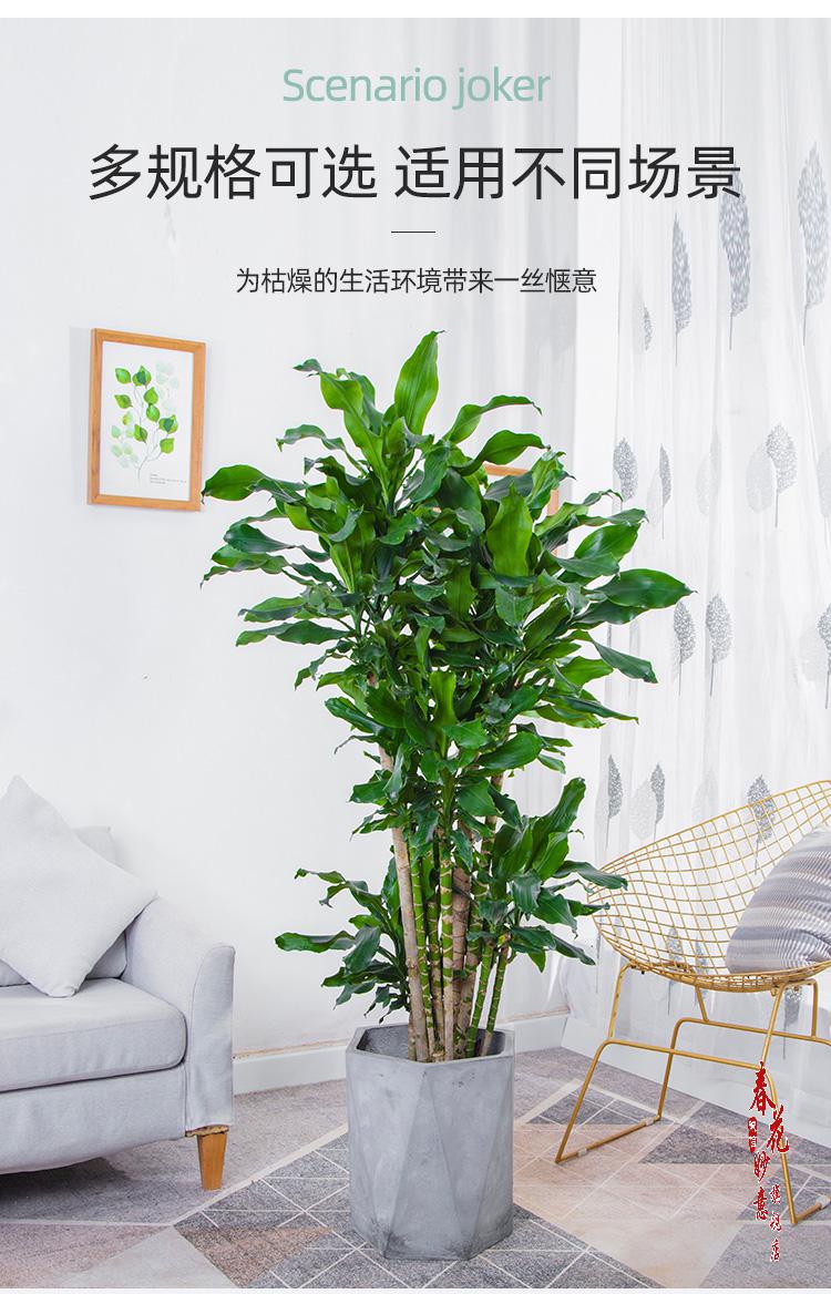 螺纹铁大型盆栽 青叶观叶植物办公室客厅室内绿植 高120-130cm含胶盆