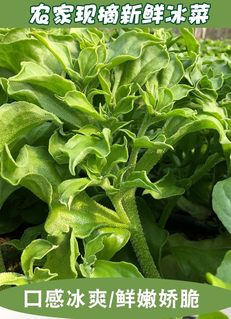 5斤冰菜【图片 价格 品牌 报价】-京东