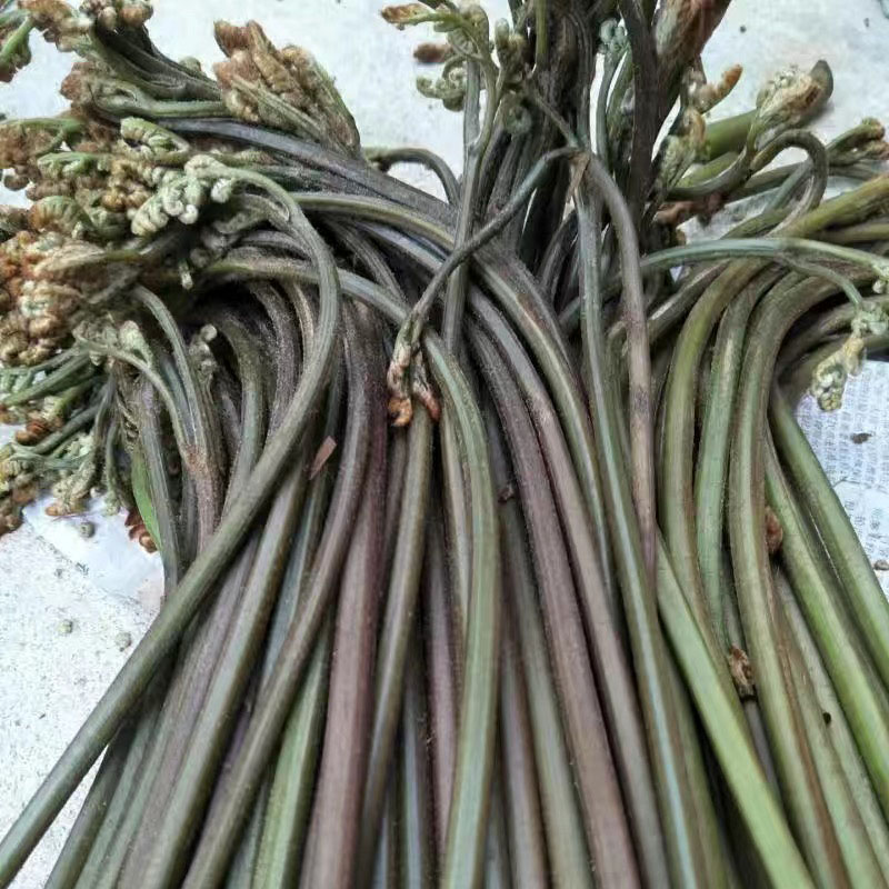 现采鲜达脆嫩爽口四川蕨菜新鲜下饭菜当季时令蔬菜农家菜山撅龙爪菜甜