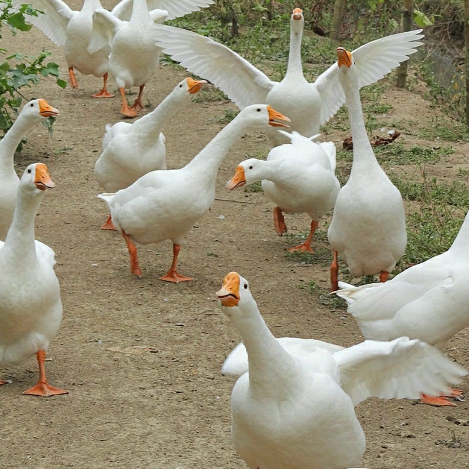 农家散养鹅整只青年鹅嫩鹅土鹅笨鹅大白鹅批发 火红芬芳 5.5-6.5斤【