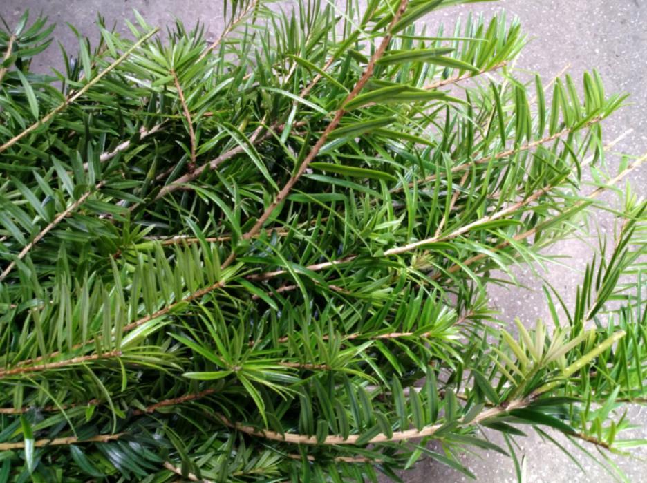 官方旗舰中药材三尖杉藏杉三尖松绿背三尖杉干品枝叶一斤05公斤