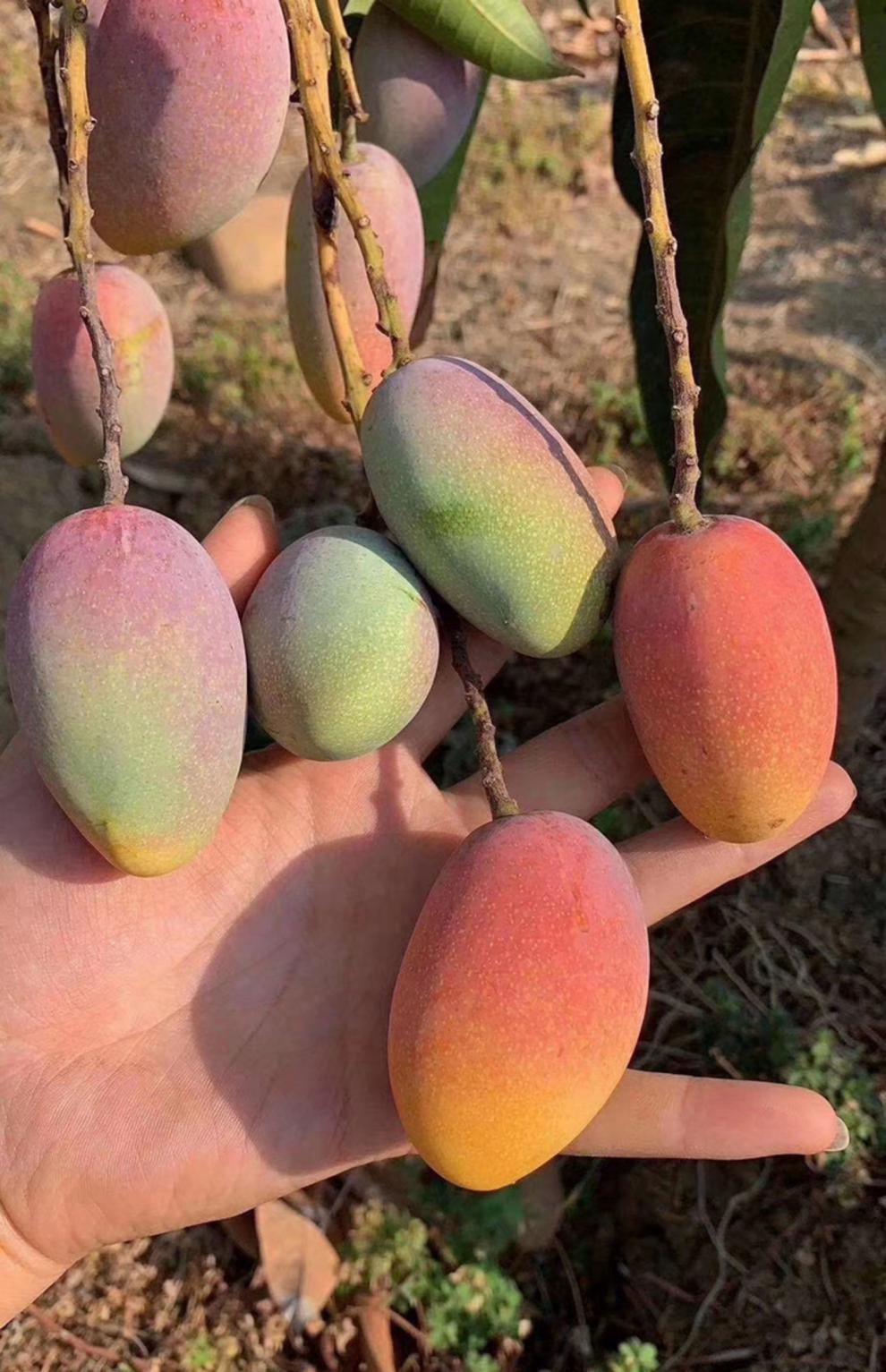 四川攀枝花小红贵妃芒果彩色芒新鲜水果当季孕妇水果 5斤礼盒装【图片