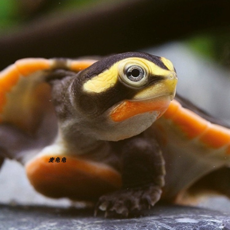 zxc深水清道夫吃垃圾吃鱼粪便屎黄头圆澳龟圆奥龟乌