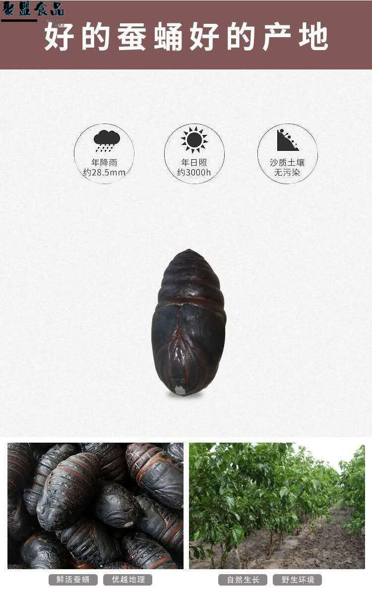 东北特级柞蚕蛹黑大个蚕蛹 新鲜活蝉蛹 黑蝉蛹500g 带壳蚕蛹 蚕茧 黑