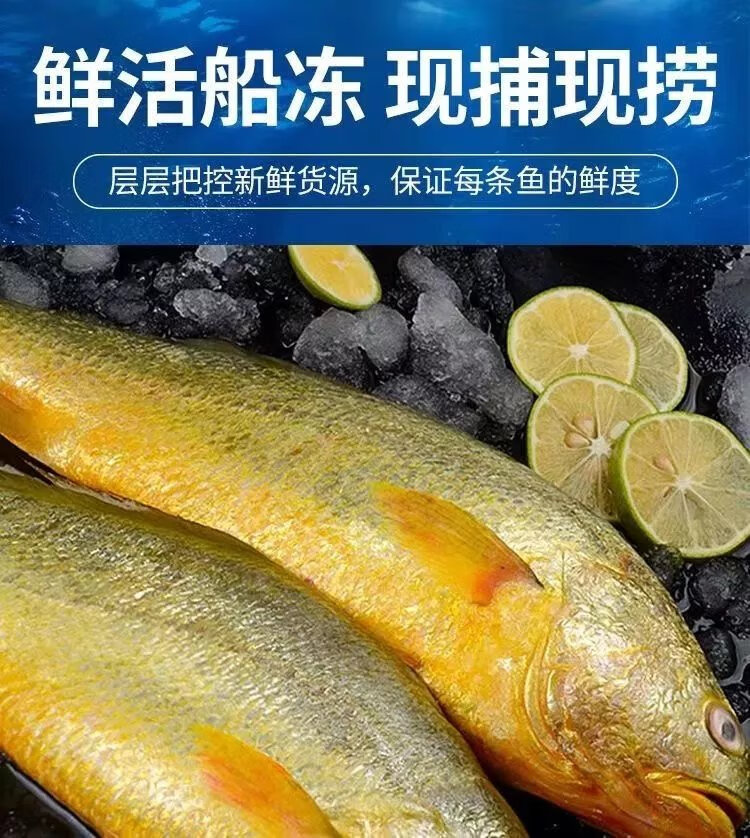 活鱼速冻】大黄花鱼新鲜冷冻黄鱼水产鲜活冰鲜东海鱼黄鱼【图片 价格