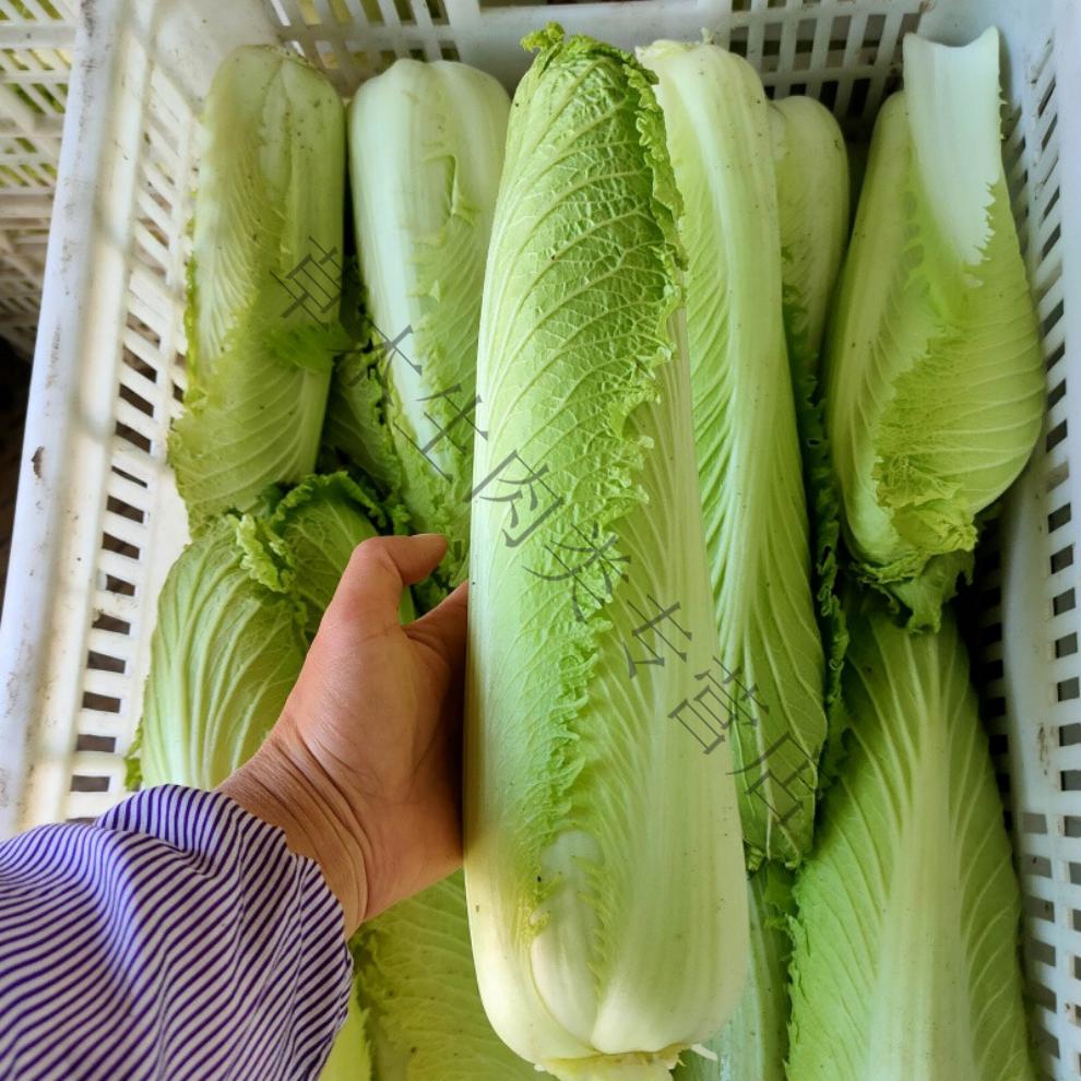 恬女神 宁夏龙牙白菜包尖绍菜龙芽菜当季新鲜绿色蔬菜开水小白菜迷你
