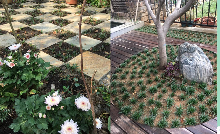 玉龙草耐阴草坪苗中叶细叶麦冬草免修剪日本矮麦冬草庭院矮生草皮