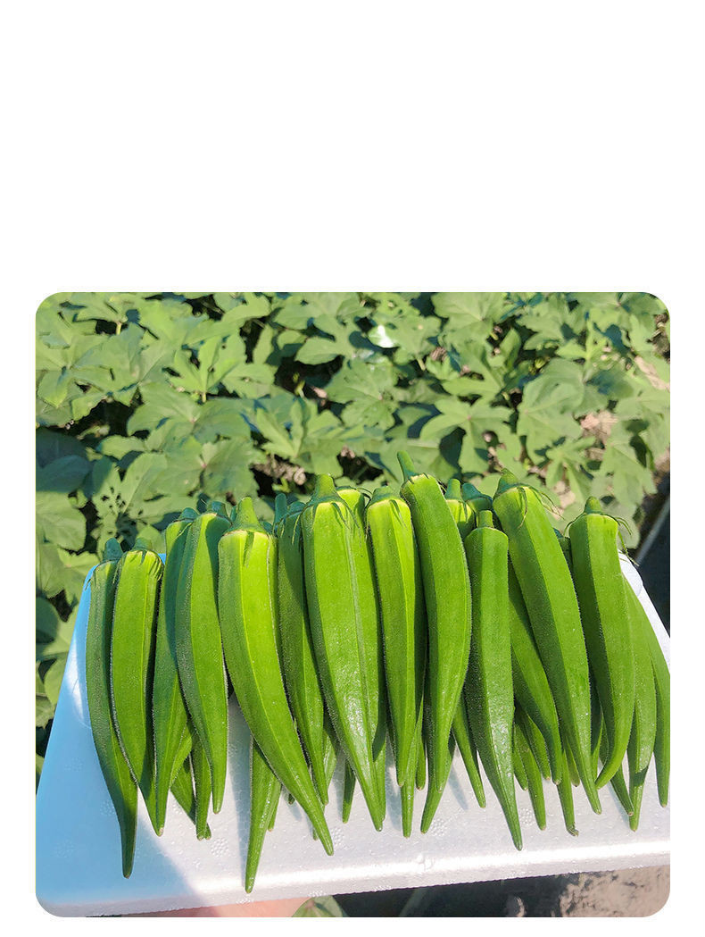 山东新鲜秋葵装水果黄秋葵美味生鲜农家蔬菜羊过年送礼送人年货5斤