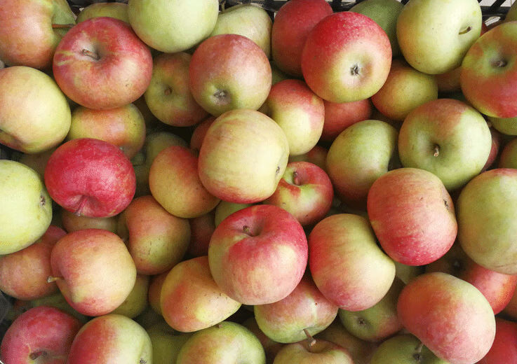 东北国光苹果正宗果光水果批发新鲜红富士小苹果25年老树人工精选经济