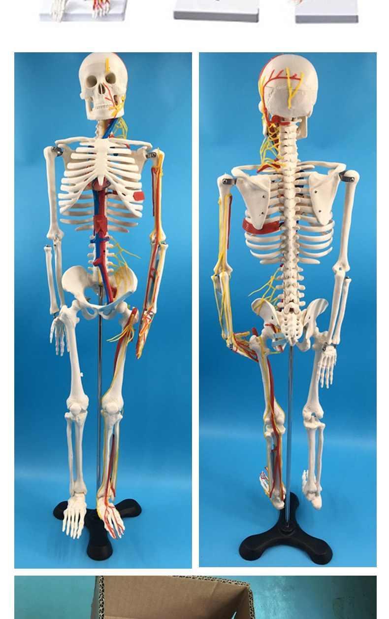 颖健 医用人体骨骼模型85cm带神经血管心脏骷髅骨架可拆卸人体骨架