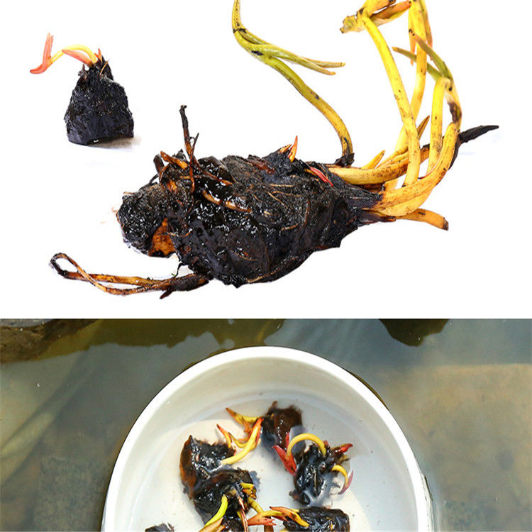 精品绿植睡莲根块带花苞水培植物四季碗莲荷花苗水养花卉池塘水缸种植