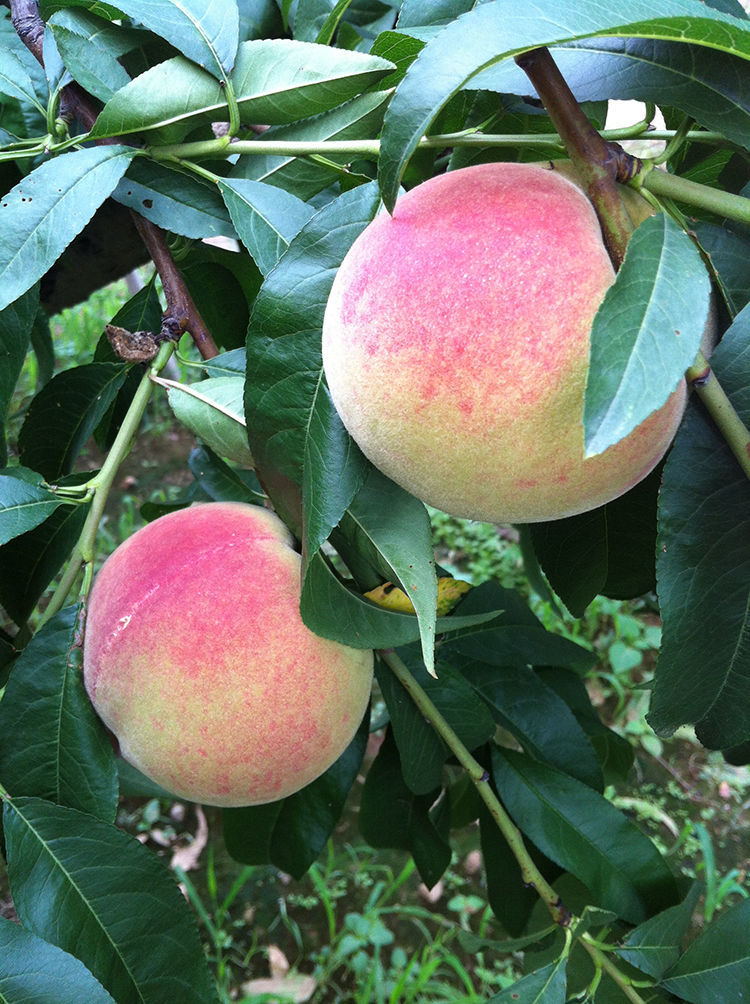 京鲜配送新鲜水果平谷鲜大桃水蜜桃毛桃子软甜应季孕妇水果北京53斤5