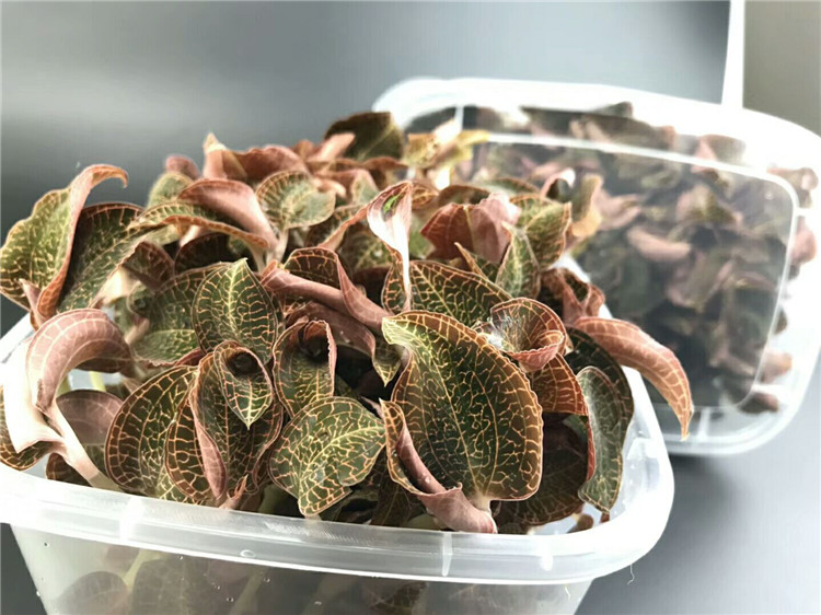 福建南靖金线莲鲜品250克保鲜盒装 林下种植新鲜现摘整株金线莲苗