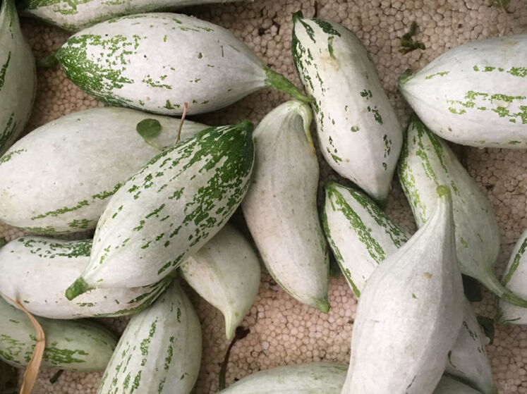 净樱 春光岛广东新鲜现摘白粉瓜老鼠瓜新鲜蔬菜瓜嫩瓜 白瓜10斤【图片