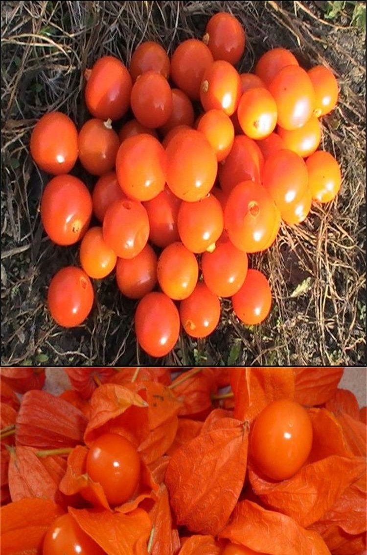 东北长白山野生红姑娘鲜果中药材皮灯笼果锦灯笼红菇娘挂金灯500g