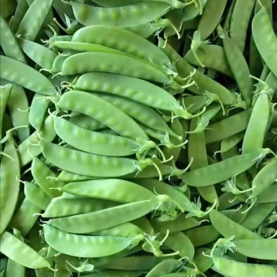 荷兰豆3斤云南新鲜农家蔬菜蔬菜碗豆扁豆豆角现摘现发批发5斤普通纸箱