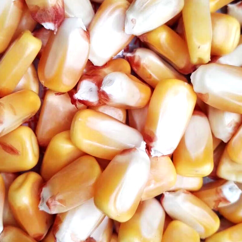 矮大棒沈玉21大田种植杂交玉米种子基地高产大穗抗病国审玉米矮大棒沈