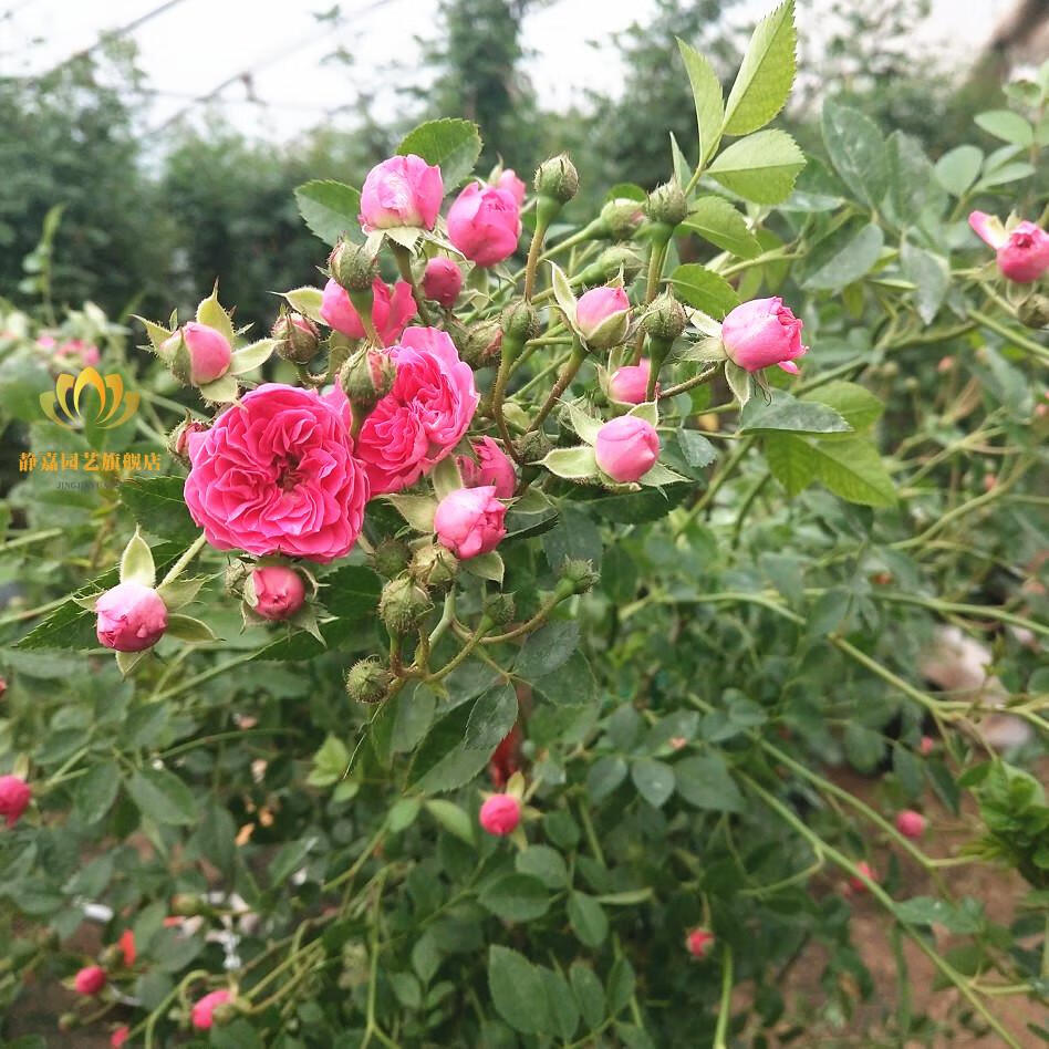 甜蜜红木香花苗黄木香爬藤植物攀爬浓香四季开花红色爬藤蔷薇花苗红木