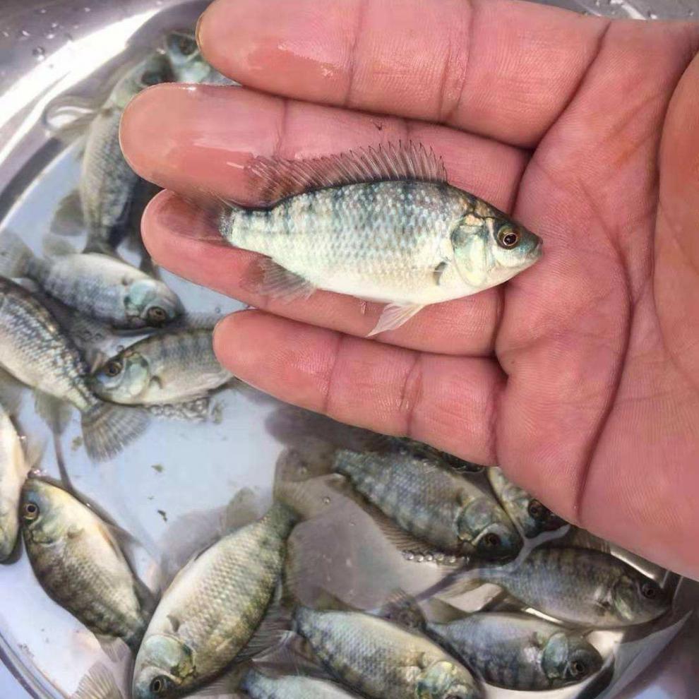 养殖活体放生饲料鱼鲫鱼包活 罗非鱼4-6厘米200条加备损20%防损【图片