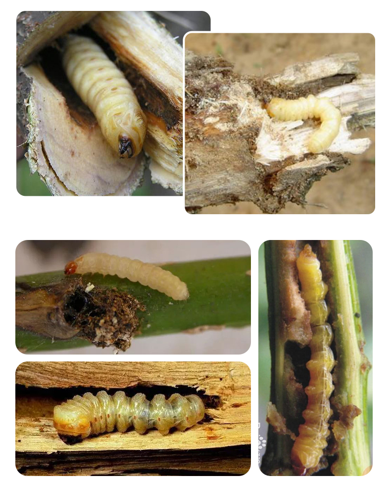 树木果树花卉钻心虫树干虫蛀虫天牛除虫杀虫剂无花果家具蛀虫农药100g