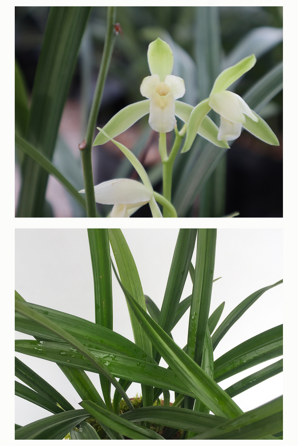 樱之恋刘阁兰花建兰四季素心兰夏带有香味的兰花室内室外绿植兰草花卉