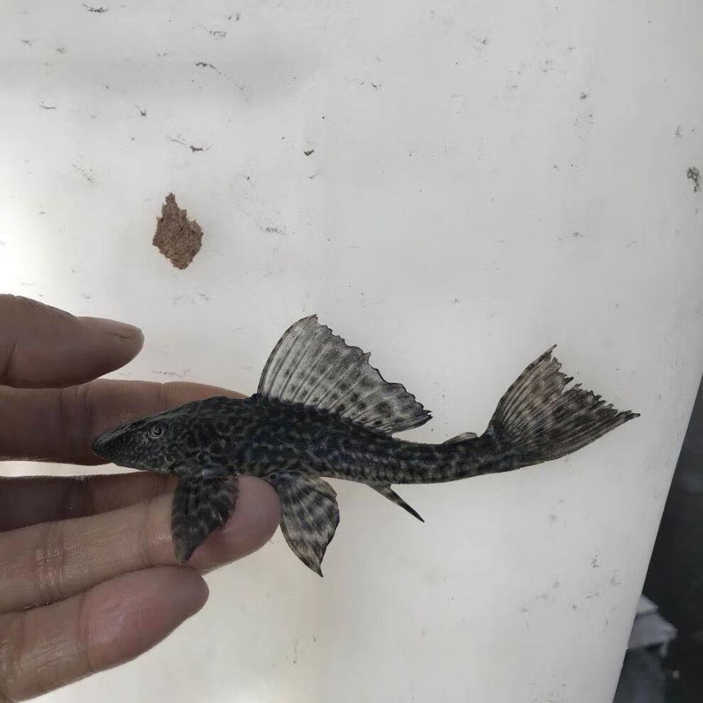 麦基乐清道夫活体鱼缸垃圾清洁工具鱼苗好养的热带女王豹纹观赏鱼淡水