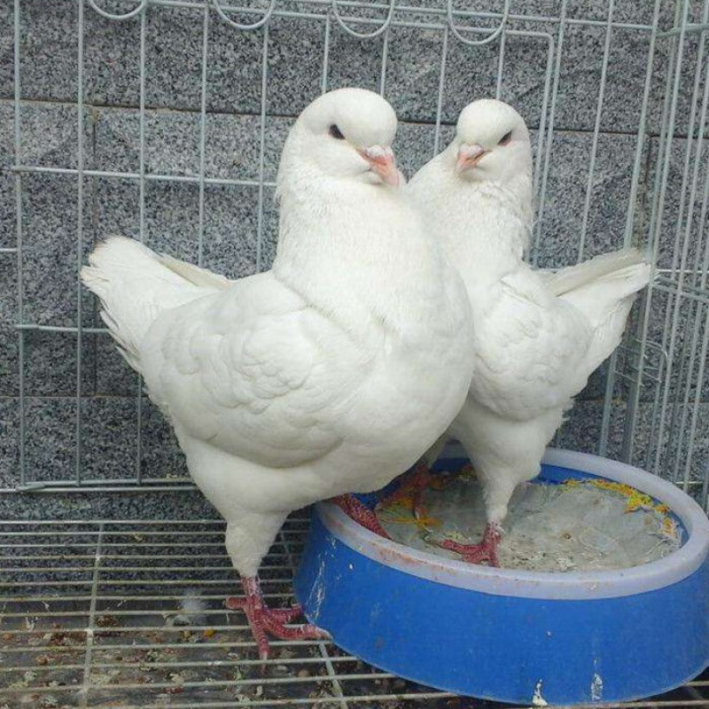 大元宝鸽子种蛋正宗孵化的公斤鸽受精蛋一对圆环摩登观赏鸽随机元宝鸽