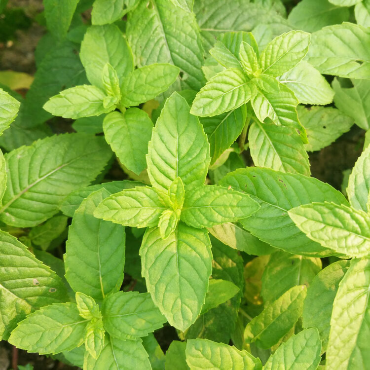 薄荷盆栽苗可食用薄荷叶室内驱蚊植物可食用香草盆栽苗带原土邹叶薄荷