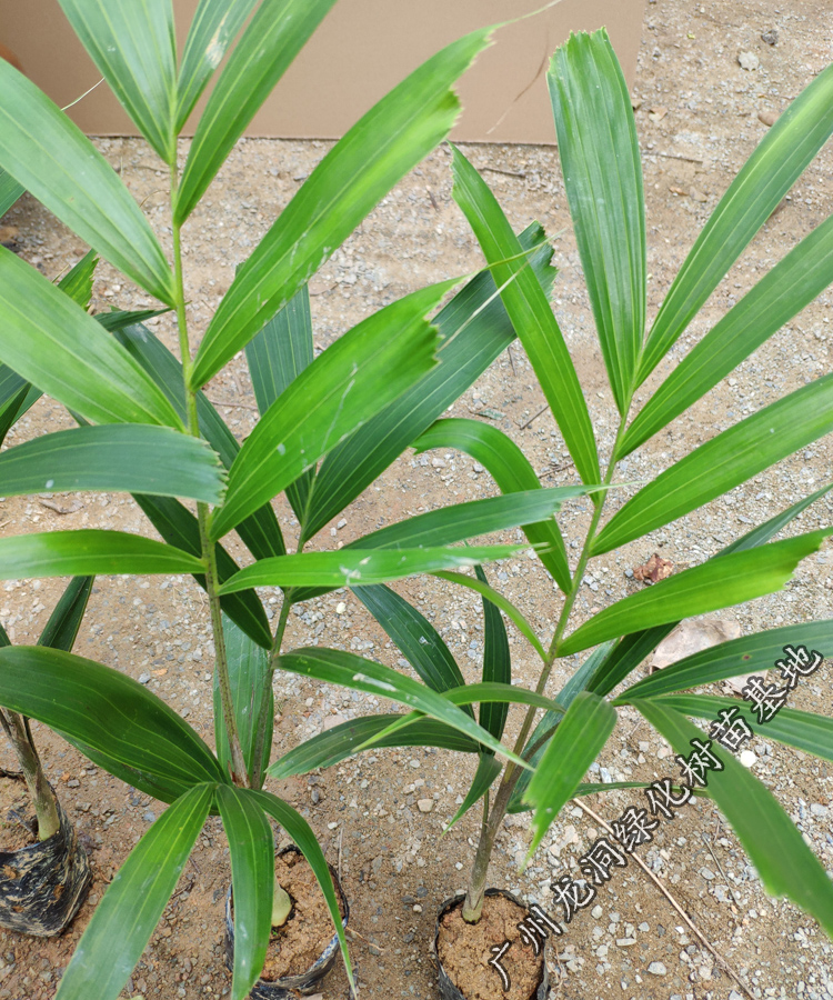 花姬澳大利亚狐尾椰子苗四季常绿观叶植物棕榈科狐尾椰苗庭院花园盆栽