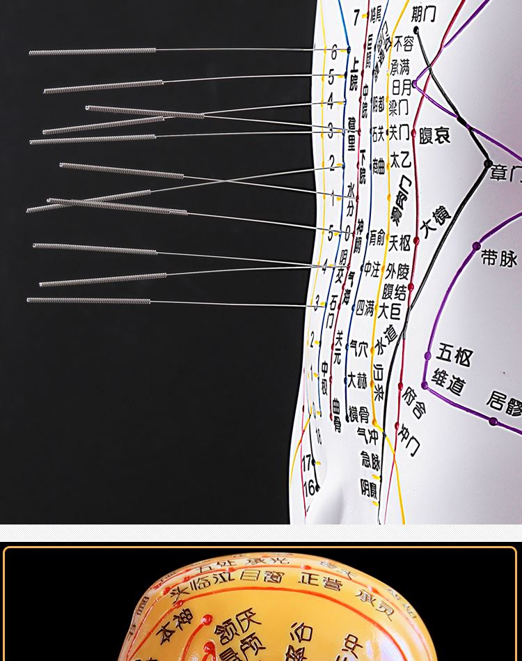 经络图扎针中医小皮人数字刻度铜全身铜色硬质款52cm男模手臂可转款