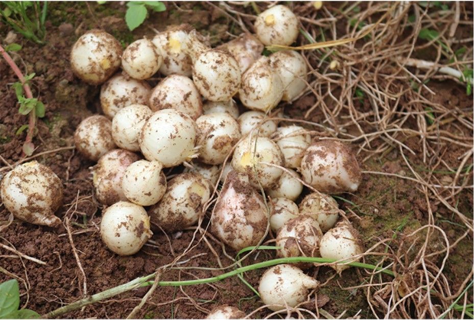 精选新鲜苦藠头四川泡菜苦芥苦蕌头小蒜苦茭团葱野葱头薤白头新鲜苦藠