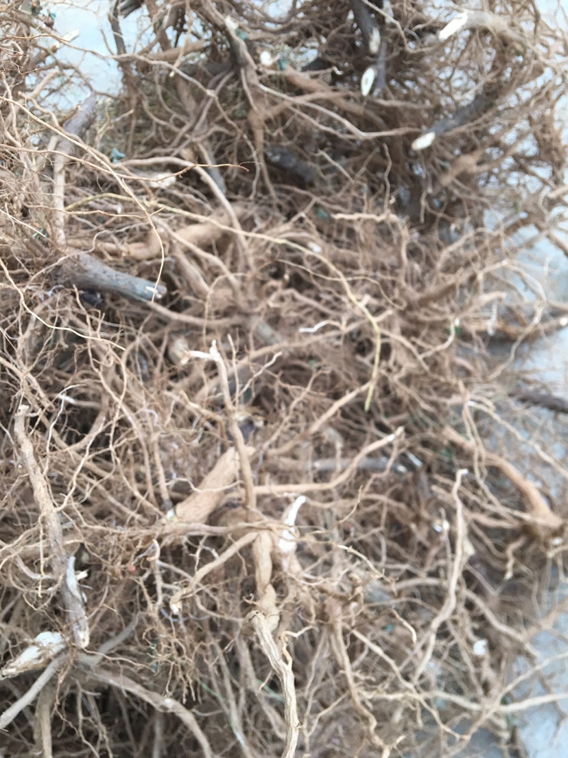 臭牡丹根纯根新鲜晒干500g中药材睿德堂定制【图片 价格 品牌 报价】