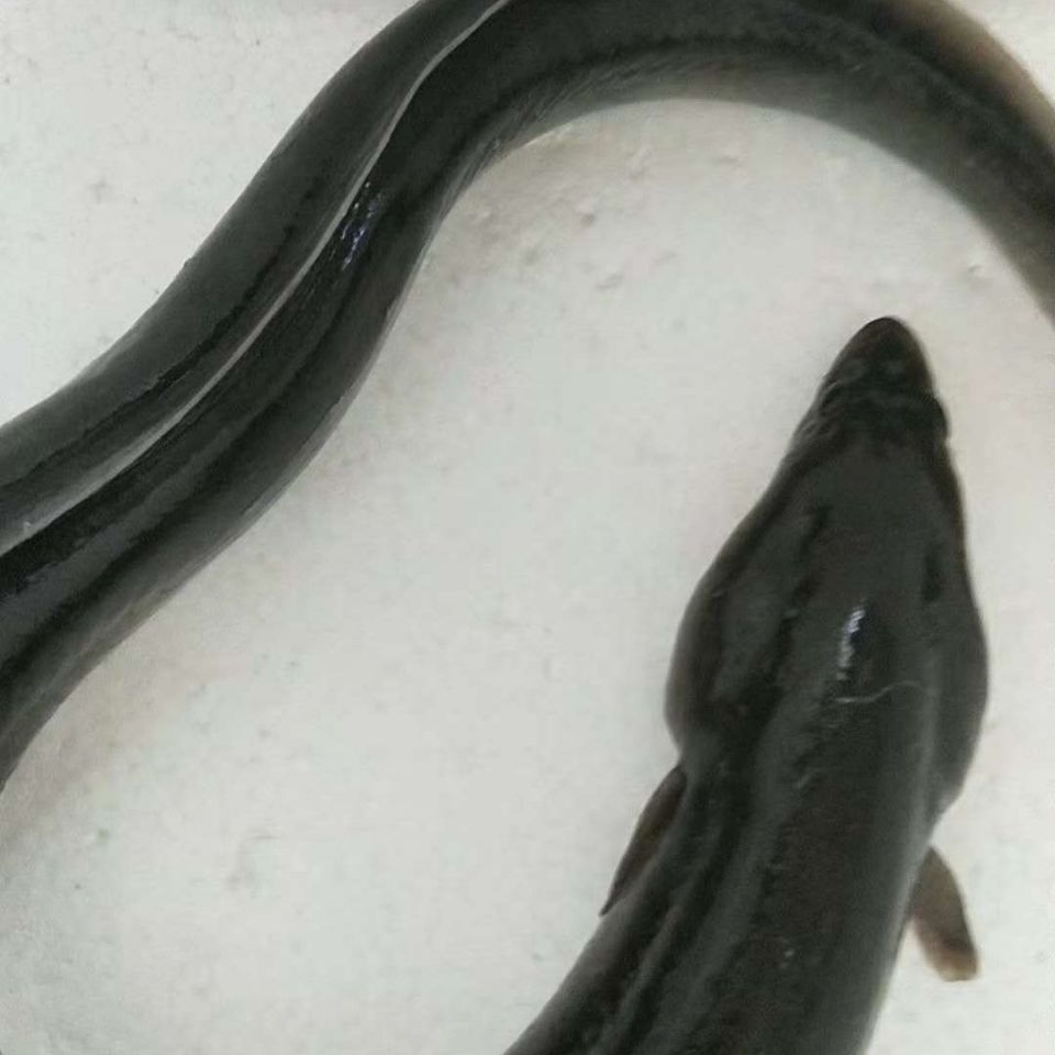 淡水河鳗鱼黑鳗白鳗鱼鲜活现捕鳗鱼整条鲜活生鲜鳗鱼 禧客鲜 1.