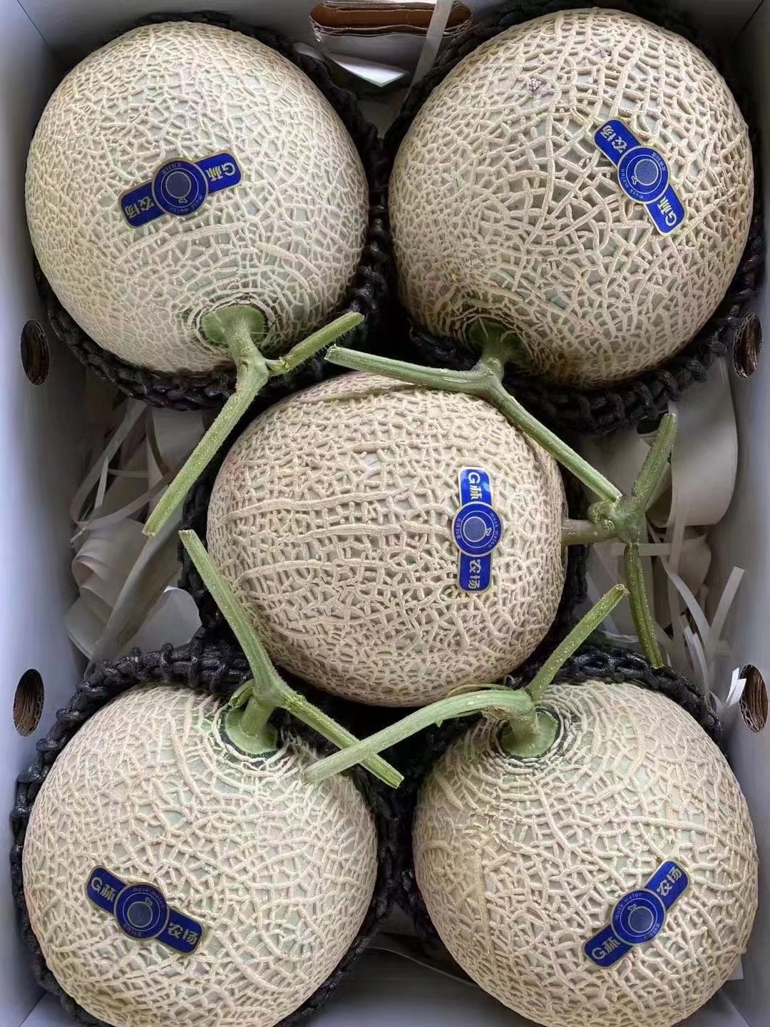 jd物流日本品种静冈网纹蜜瓜新鲜哈蜜瓜国内种植新品可口蜜4个礼盒装