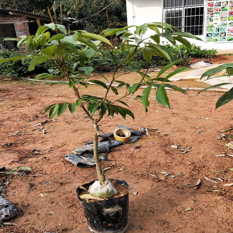 广西嫁接荔枝苗冰荔无核妃子笑仙进奉荔枝苗南方种植果树当年结果 糥
