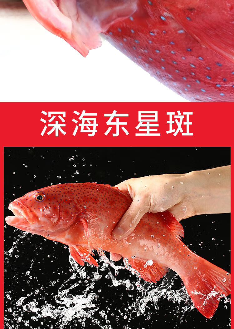 深海燕尾东星斑石斑鱼深海鲜活速冻新鲜国产海鲜水产禧客鲜1618斤1条