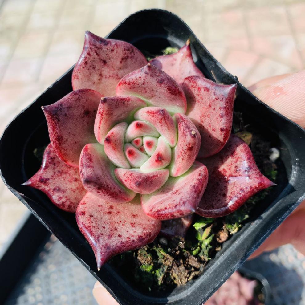 园艺血罗罗密欧多肉多肉植物红色状态好可爱办公组合大罗宾68厘米新