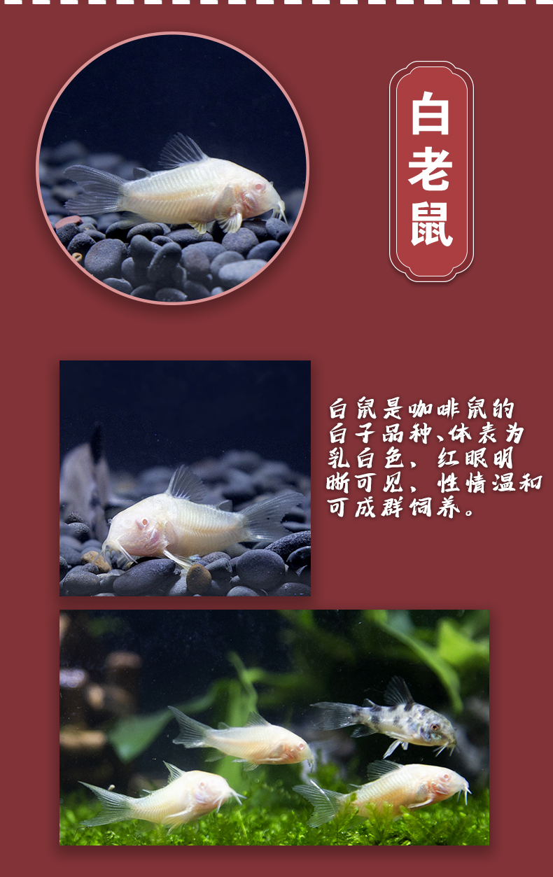 老鼠鱼工具鱼淡水底栖黑线小猴除藻清洁清道夫垃圾胡子大帆异形鱼152