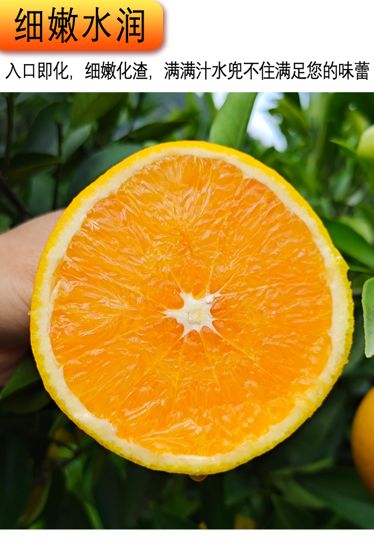 九月红果冻橙秭归屈乡新鲜脐橙大果当季水果生鲜非爱媛橙子10斤70mm含