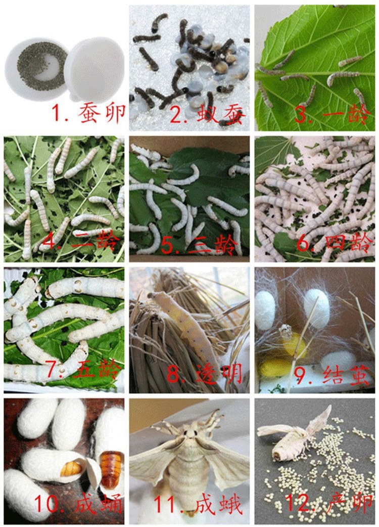 蚕卵蚕宝宝观察饲养盒学生日记养蚕桑叶春蚕宝宝卵籽套装彩色茧蚕别墅