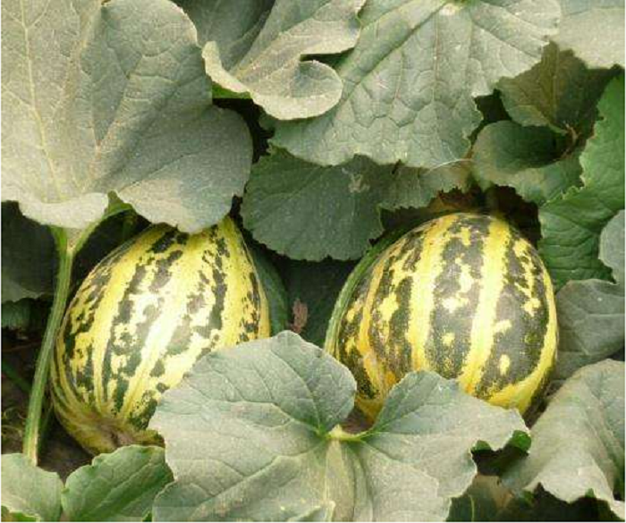 香瓜花皮菜瓜酥瓜冰糖酥甜瓜种籽大田四季高产超甜香瓜种籽孑 蜜妃