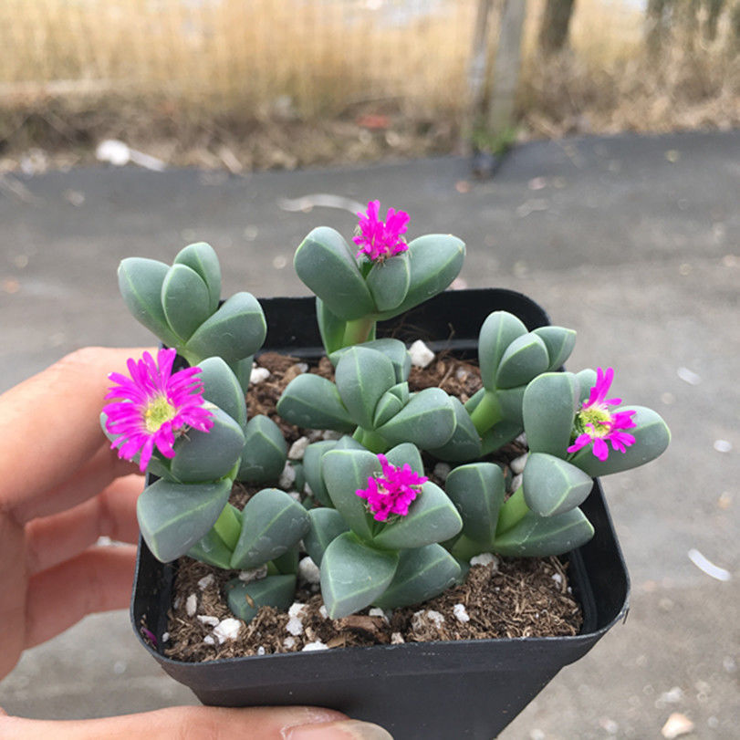 精品绿植会开花鹿角海棠多肉植物室内花卉绿植肉肉盆栽鲜花带盆白