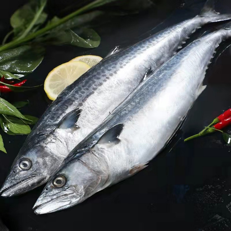 流连湾 海捕大鲅鱼鲜活速冻大马鲛鱼整条燕尾鲅鱼新鲜冷冻水产 6斤