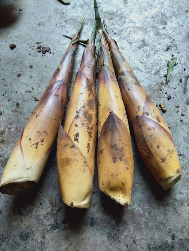 四川宜宾苦笋新鲜现挖苦竹笋宜宾特产甜苦笋现挖甜竹笋15斤新鲜大根苦